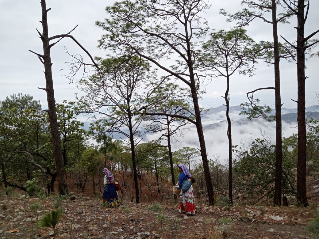 Two women in traditional clothing walking through a mountain forest with tall pine trees and misty hills in the background.